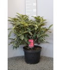 Rhododendron Hybride 50/60 Ø 29