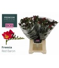 Freesia Red Baron 