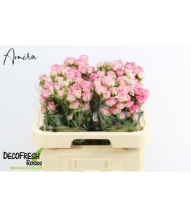 Rose Branchue Tralala 60 cm