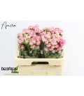Rose Branchue Tralala 60 cm