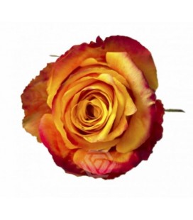 Rose Silantoi 60 cm x 10