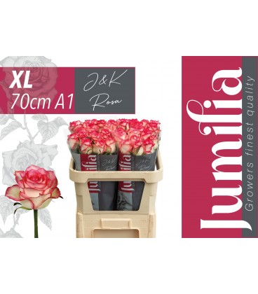 Rose Jumilia 70 cm