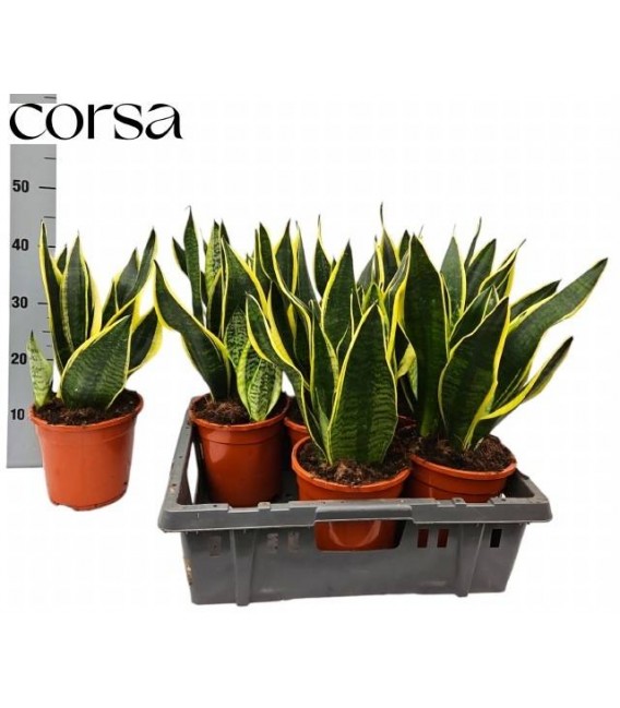 Sanseveria Futura Ø 17 h 50