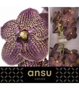 Vanda Choc Brown x 16