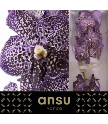 Vanda Jeff leatha x 16