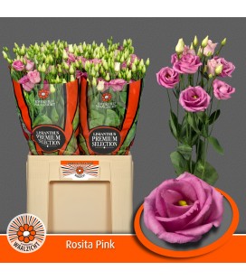 Lisianthus Rosi rose pink