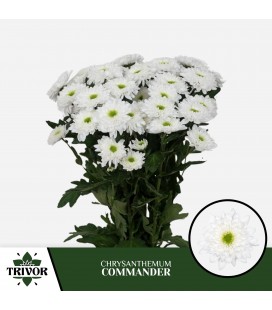 Chrysentheme Commander 70 cm