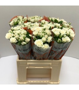 Rose Branchue Jeanine 40 cm