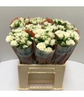 Rose Branchue Jeanine 40 cm