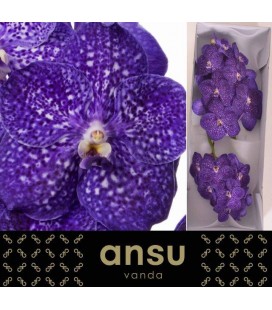 Vanda Tweed blue x 16