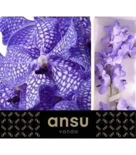 Vanda Kan Delft blue x 16