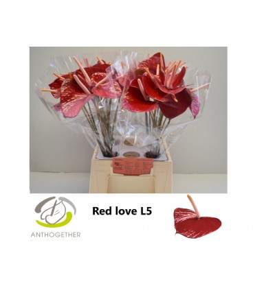 Anthurium A Red Love x 5