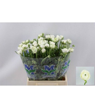 Renoncule Blanche 40 cm courte