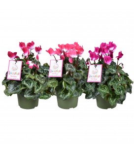 Cyclamen Sup Macro Ø 13