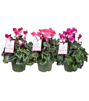 Cyclamen Sup Macro Ø 13