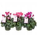 Cyclamen Sup Macro Ø 13