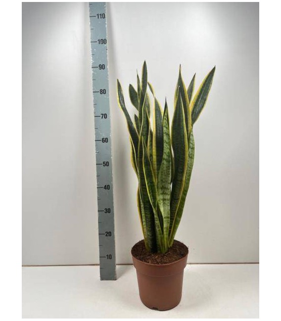 Sanseveria laurentii pot de 21