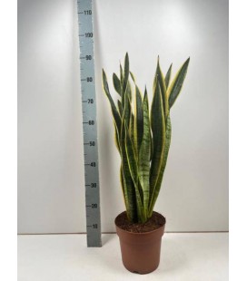 Sanseveria laurentii pot de 21