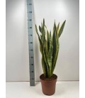 Sanseveria laurentii pot de 21