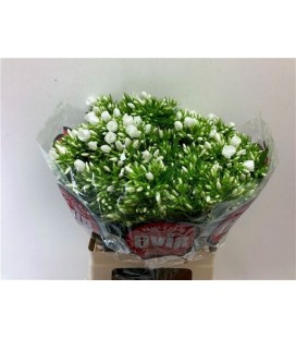 Phlox Icecap 60 cm