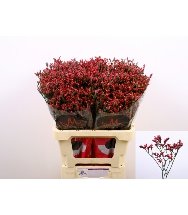 Limonium Scarlet diamond 60 cm
