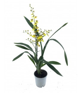 Oncidium pot de 12