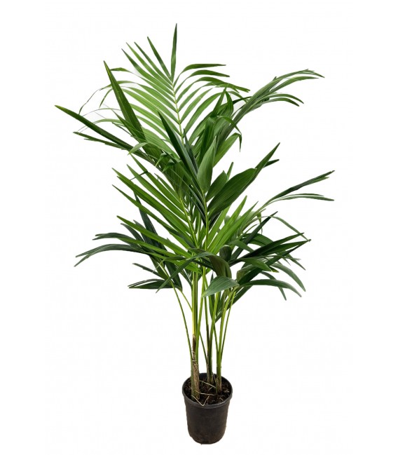 Howea pot de 24 H 150 cm 