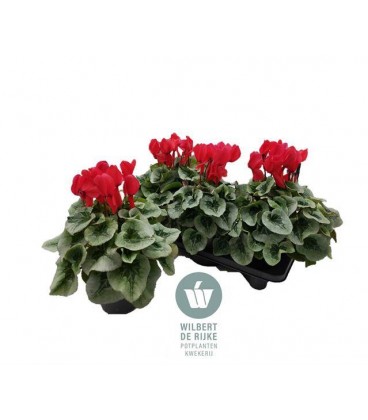 Cyclamen pot de 17 Mammoth