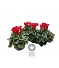 Cyclamen pot de 17 Mammoth