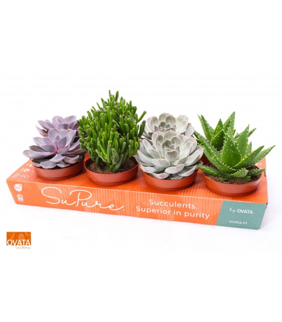 Succulentes mix pot de 07