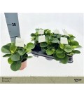 Peperomia ov pot de 14