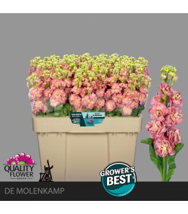 Giroflée Stox Antiq rose 55 cm
