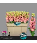 Giroflée Stox Antiq rose 60 cm
