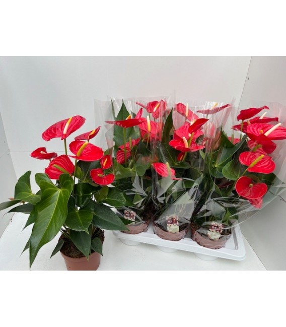 Anthurium Kentucky Ø 17