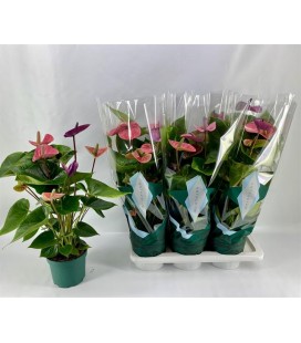 Anthurium Cavalli pot de 17