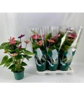 Anthurium Cavalli pot de 17