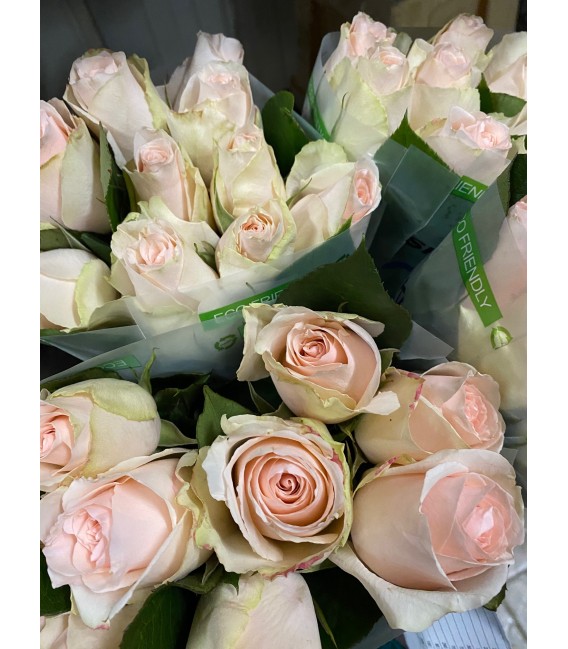 Rose High  et  bridal 40 cm