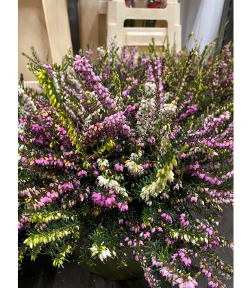 Bruyere Darleyensis tricolor Ø 19