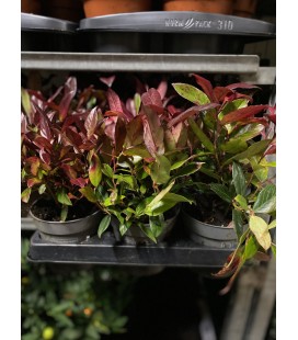 Leucotheo zeblid Ø 11