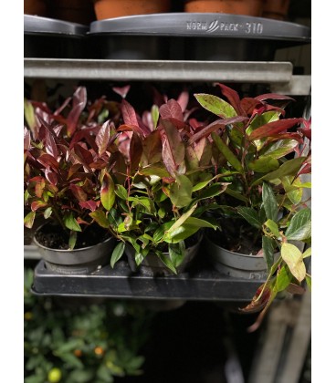 Leucotheo zeblid Ø 11