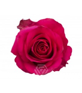 Rose Equat Hot explorer 50 cm x 25
