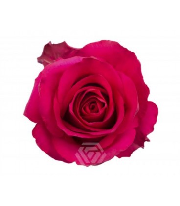 Rose Equat Hot explorer 50 cm x 25