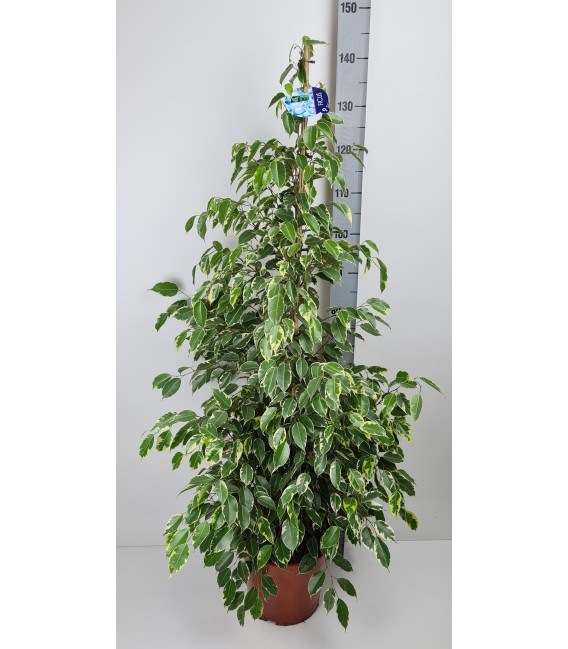 Ficus Be Golden king pot de 27 H150