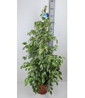 Ficus Be Golden king pot de 27 h160