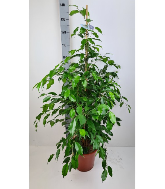 Ficus Exotica  pot de 27 h 140 cm