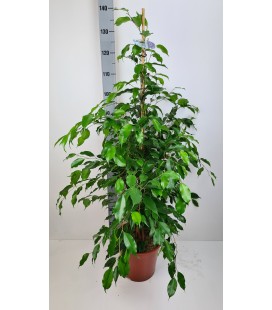 Ficus Exotica  pot de 27 h 140 cm