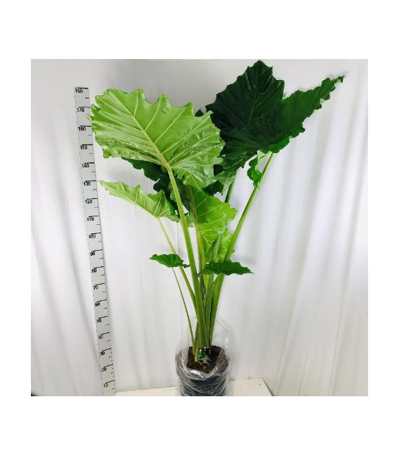 Alocasia portodora Ø 32 h 200