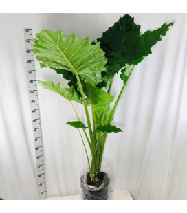 Alocasia portodora Ø 32 h 200