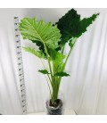 Alocasia portodora Ø 32 h 200