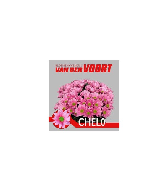 Chrysantheme Chelo 70 cm